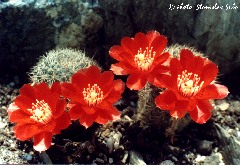 "Mediolobivia brunescens"