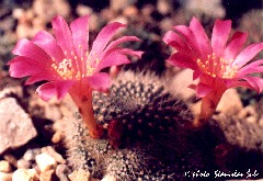 "Rebutia violaciflora v. bruniseta"
